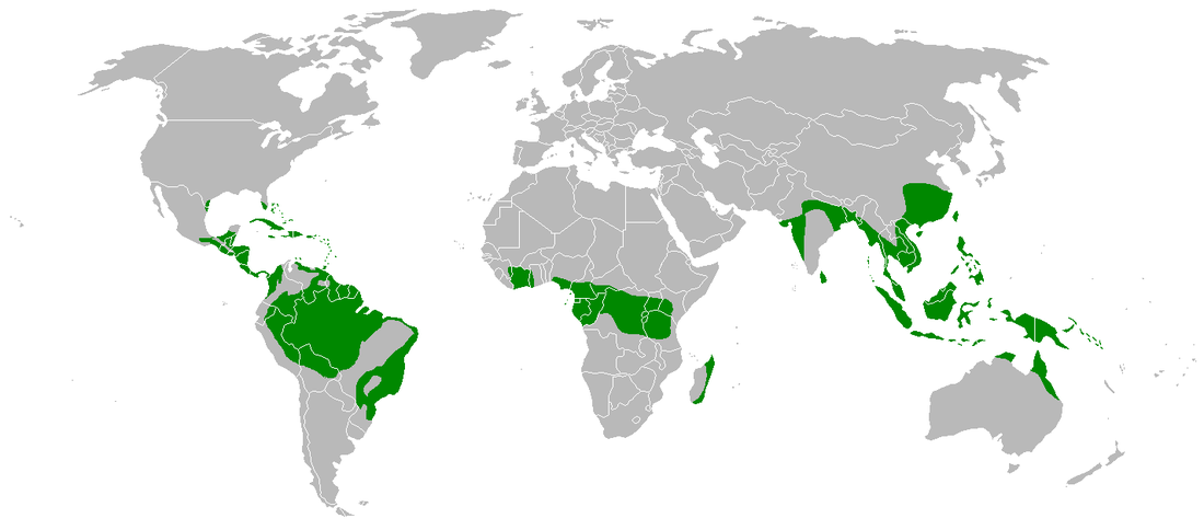 Tropical forest - Wikipedia